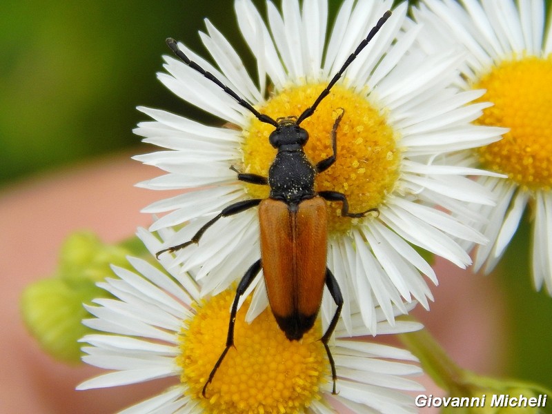 La vita in un fiore (Erigeron annuus)